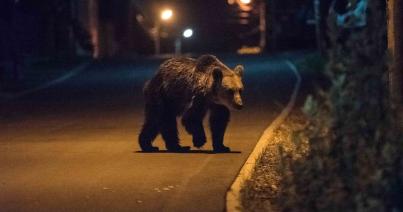 Ro-Alert riasztás egy medve miatt. Hol történt?